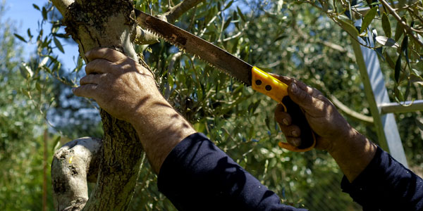 Tree Pruning