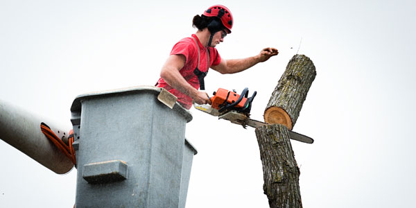 Tree Topping