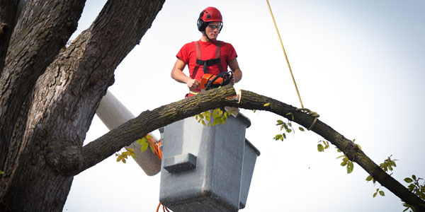 Tree Removal